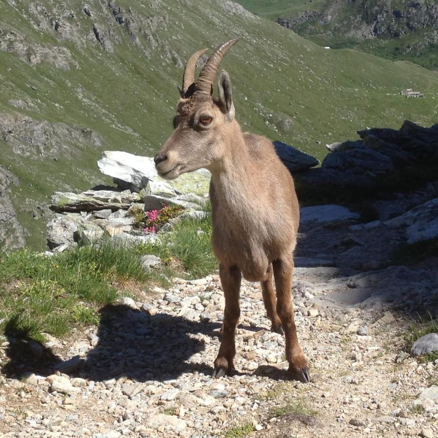 Vacation Rental - Pralognan La Vanoise Savoie Eksteriør billede